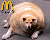 mcdog
