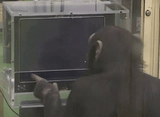 monkey-computer-touch-screen-xbe3ut252x4dc1pl