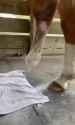 horse leg_thumb.jpg