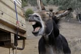 laughing-donkey-600nw-1072272128