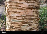 wild-cherry-tree-bark-surface-detail-in-a-spring-forest-or-park-sakura-bark-texture-close-photo-of-surface-of-bark-of-a-cherry-tree-nobody-selecti-2PFAG2Y
