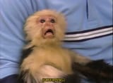 screaming monkey