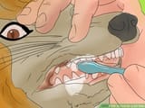 How to care for your Roba