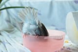 birdbooty