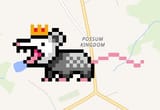possum