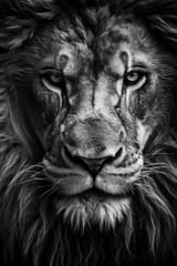 lion-stare-serious-portrait-dark-black-and-white-free-photo