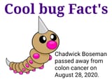 weedlefacts