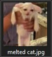 melted cat
