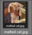 melted cat