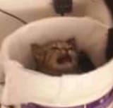 but i&#039;m already in the trash