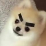 bark