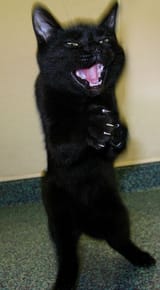 evil cat