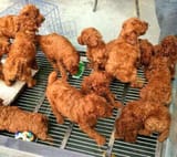 korean fried chicken