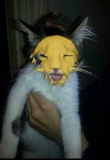 the cat has been cheesed