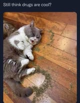 drugs are cool