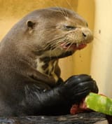 look at how upset this otter is