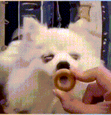 sensual dog licking