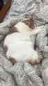 t7Y3zKM_thumb.jpg
