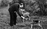 hitler_deer