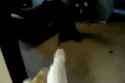 4oibcs-Dog_tackles_owner-kx3GkTu_thumb.jpg