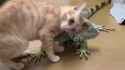 cat_lizard_thumb.jpg