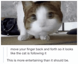 kitty_mouse
