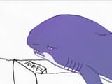 shark