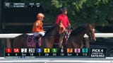 horse
