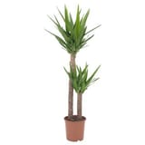 yucca-elephantipes-potted-plant-spineless-yucca-2-stem__0413416_pe570661_s5