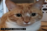 [A LITTLE CONCERNED]
