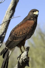 Harris&#039;s_Hawk_(Parabuteo_unicinctus)_3_of_4_in_set