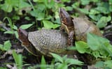 Three-toed_Box_Turtle_(47930139991)