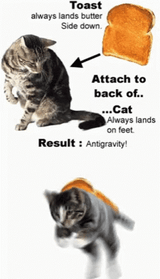 antigravity cat