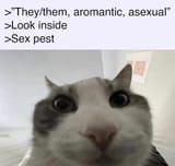 theythem