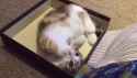 kitty_thumb.jpg