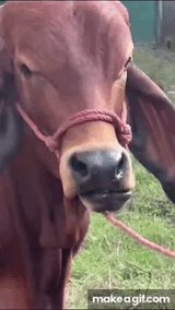 1736702991739168
