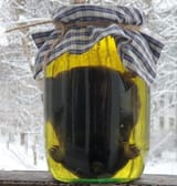 krotovuha