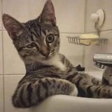 Cat5