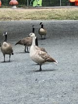 leucistic goose