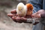 gettyimages-141111678-612x612