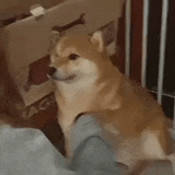 amanchabukswar