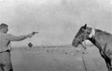 shooting-horse-3363651586