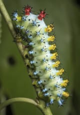 cecropia-fourth-instar