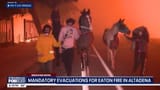 horsefire