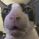 cat reaction 3