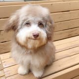a dog