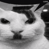 talking-cat-cat