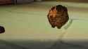 good luck merula_thumb.jpg
