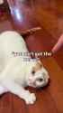 1737996407885_thumb.jpg