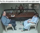 amygdala